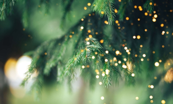 Де вінничани зможуть цього року придбати новорічні ялинки Де вінничани зможуть цього року придбати новорічні ялинки