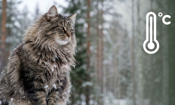 Дощ, туман і ожеледиця вінничан попереджають про погоду 28 січня Дощ, туман і ожеледиця вінничан попереджають про погоду 28 січня