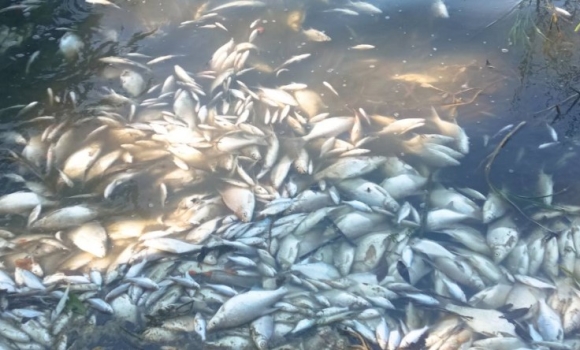Екологи з'ясовують причини мору риби у Ладижинському водосховищі