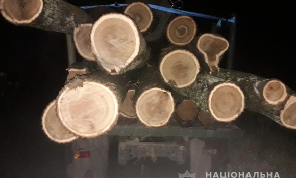 На Вінниччині копи зупинили вантажівку, повну деревини: звідки дуби, водій не пояснив