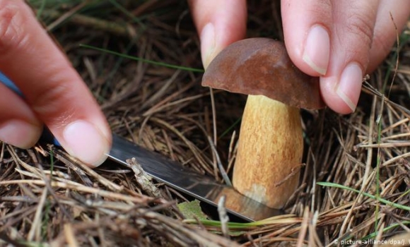 Чи безпечні гриби продають вінничанам: у місті перевірять ринки