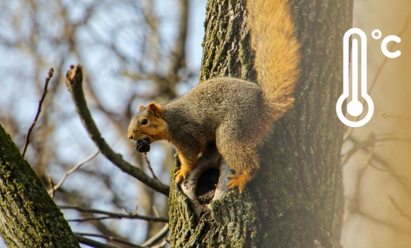 Холодні ночі, тепло вдень синоптики попередили, яку погоду чекати у Вінниці в березні