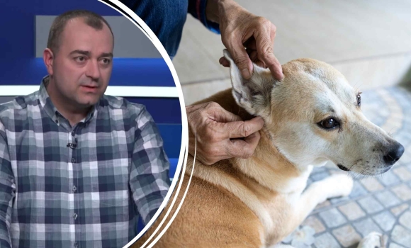Кліщі активізувались як захистити домашнього улюбленця від паразитів