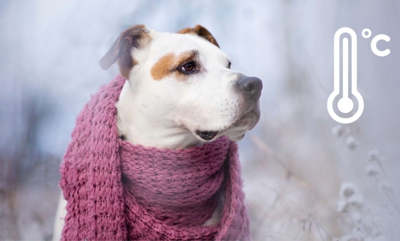 Коли мине найхолодніший період цієї зими та від чого застерігають вінничан синоптики