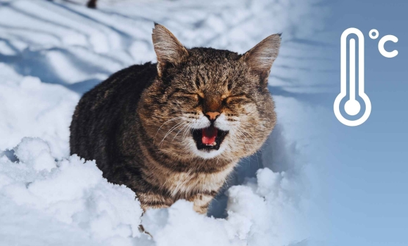 Коли послабнуть морози у Вінниці чому “арктичний” холод не відступає
