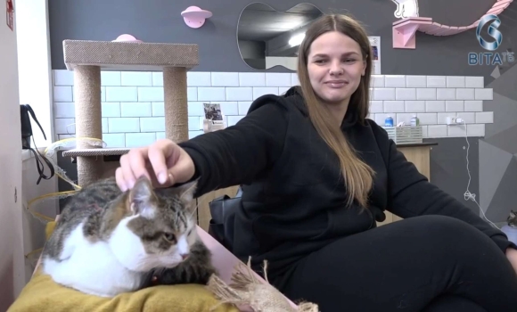 Котокафе у Вінниці у центрі міста працює унікальний простір з пухнастиками Котокафе у Вінниці у центрі міста працює унікальний простір з пухнастиками