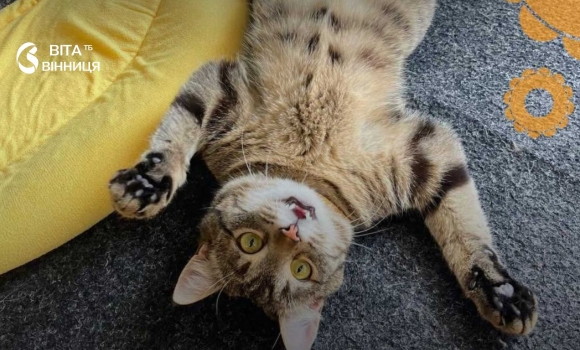 Котячі загадки й похід у котокафе дітей запрошують на екскурсію Вінницею Котячі загадки й похід у котокафе дітей запрошують на екскурсію Вінницею