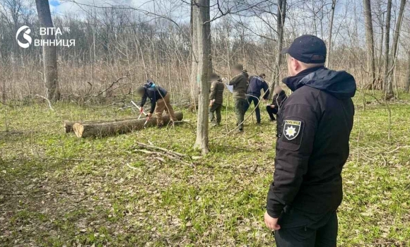 Лісники оглядають зрубані стовбури дубів і ясенів у лісовому масиві на Вінниччині восени