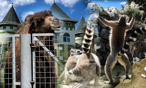 Мадагаскар по-вінницьки: весняний фоторепортаж з Подільського зоопарку