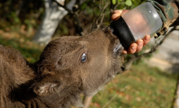 Маленьких годують із пляшечок - вінницькі лісівники показали, як розводять зубрів