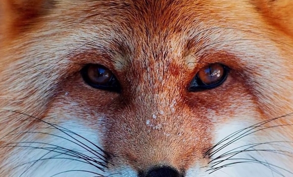 Чому гніванські мисливці вийдуть на відстріл лисиць у День святого Миколая