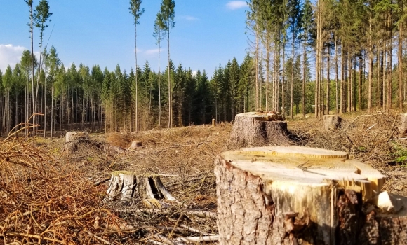 На Вінниччині чоловіка засудили на пять років позбавлення волі, за незаконну вирубку дерев 