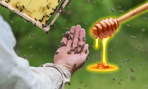 Меду не буде Бджолярі скаржаться — через зміну клімату бджолам немає де збирати нектар