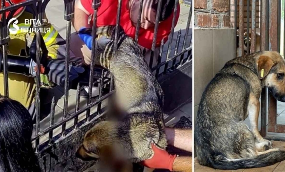 Металева пастка мало не коштувала життя безпритульному вінницькому псу Металева пастка мало не коштувала життя безпритульному вінницькому псу