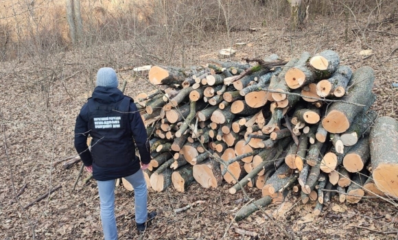 Могилів-Подільські прикордонники виявили незаконну вирубку лісу