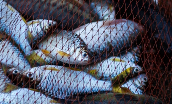 Молодики, які на Жмеринщині ловили рибу сітками, сплатять 140 тис. грн збитків
