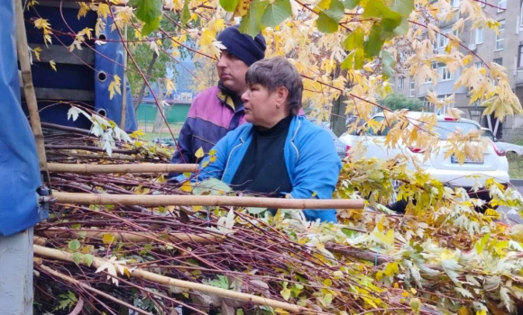 На прибудинкових територіях Вінниці висадять 500 дерев - горобину, клени, липи, берези…