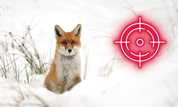 На території мисливських угідь Тульчинщини два дні триватиме відстріл хижаків На території мисливських угідь Тульчинщини два дні триватиме відстріл хижаків