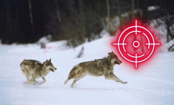 На Тульчинщині триває відстріл хижих та шкідливих тварин