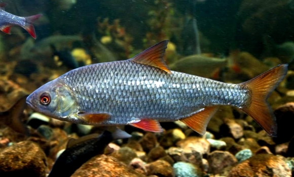 На Вінниччині браконьєр хваткою наловив риби на понад 200 тис. грн