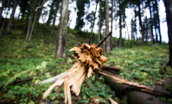 На Вінниччині частина лісу ледь не стала приватною власністю