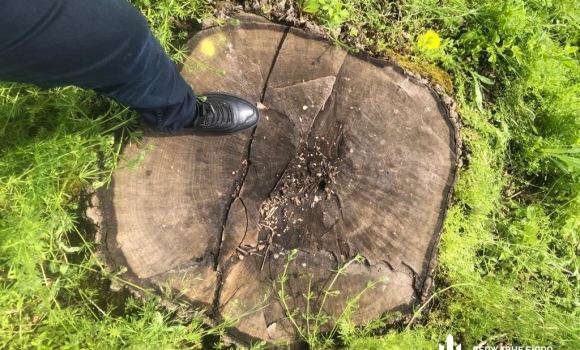 На Вінниччині незаконно вирубали понад п'ять тисяч дерев