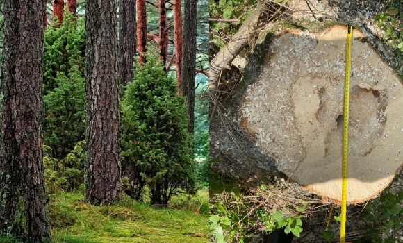 На Вінниччині судитимуть злочинну групу - вирубали дерев на мільйон гривень