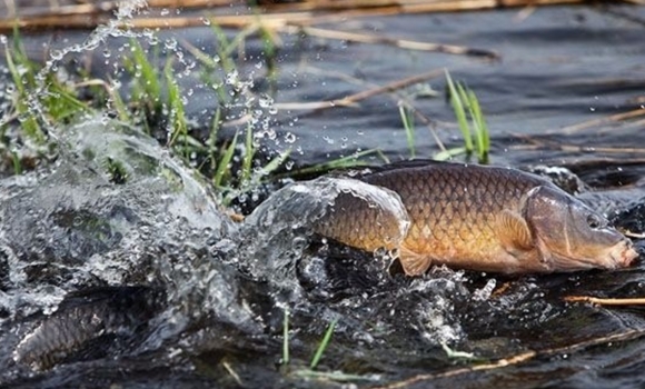 На Вінниччині  з 1 квітня вводять заборону на вилов риби та раків