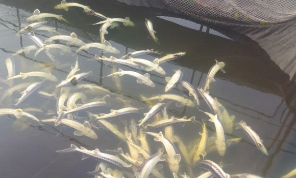 На Вінниччині загинула ціла ферма червонокнижної риби - 9 тонн осетра і білуги