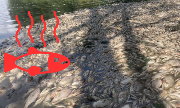 На Вінниччині загинули тонни риби у селі Степашки та на Ладижинському водосховищі