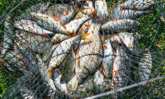 На Вінниччині завдали збитків рибному господарству майже на 40 тис. грн
