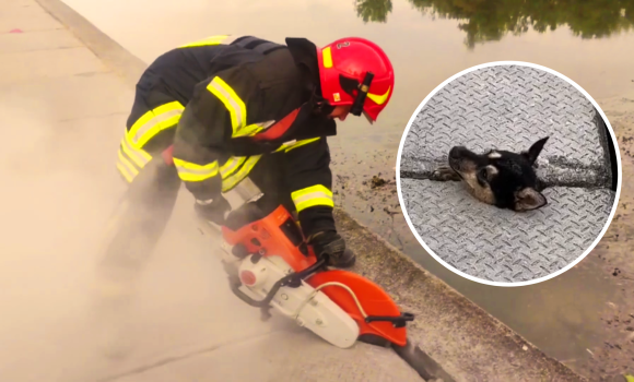 На Вінницькій набережній рятувальники діставали з бетонної пастки собаку