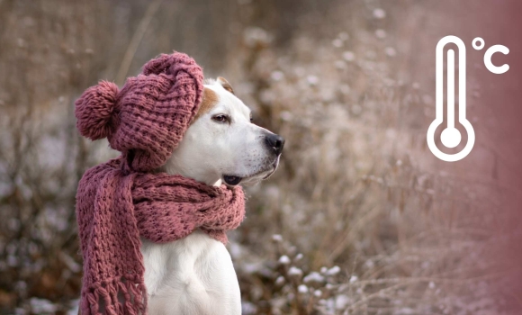 На Вінниччині 19 грудня очікується прохолодна погода, без опадів На Вінниччині 19 грудня очікується прохолодна погода, без опадів
