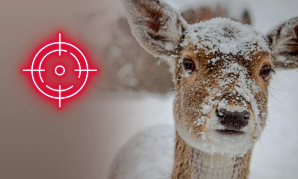 На Вінниччині біля національного природного парку влаштували незаконне полювання