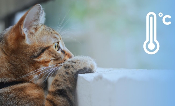 На Вінниччині обіцяють суттєве потепління чи вплине на зміну погоди поривчастий вітер На Вінниччині обіцяють суттєве потепління чи вплине на зміну погоди поривчастий вітер