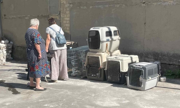 На Вінниччині село конфліктує з переселенцями через 11 собак та 34 котів