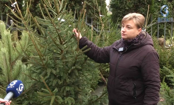На Вінниччині стартував сезон продажу новорічних ялинок ціни - від 150 грн