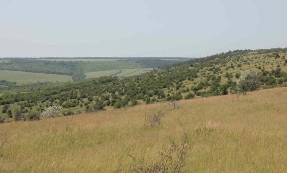 На Вінниччині відкрили ландшафтний заказник місцевого значення «Гора Лисківка»