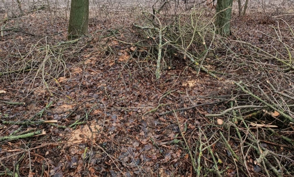 На Вінниччині виявили незаконну рубку дерев у захисній лісосмузі