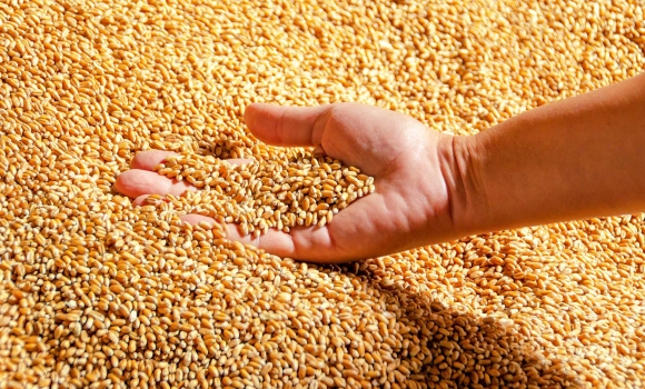 На Вінниччині вже понад 300 тисяч гектарів землі засіяли озимими зерновими На Вінниччині вже понад 300 тисяч гектарів землі засіяли озимими зерновими