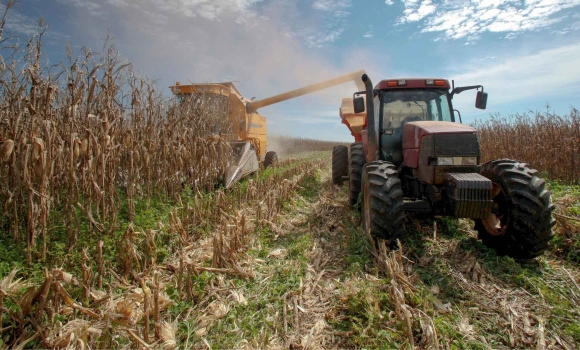 На Вінниччині завершують польові роботи до збирання залишилось 46 тис. га. кукурудзи