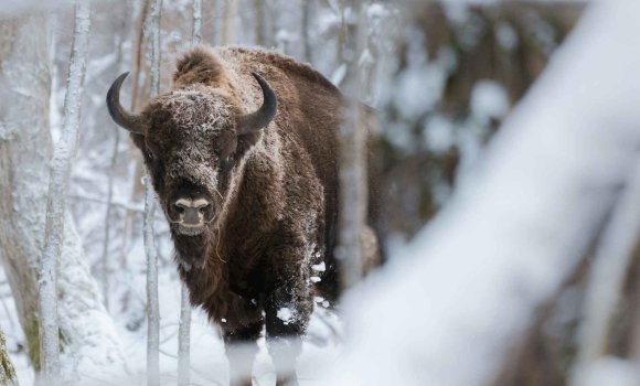 На Вінниччині завершили зимовий облік зубрів підрахували популяцію, яка занесена до Червоної книги