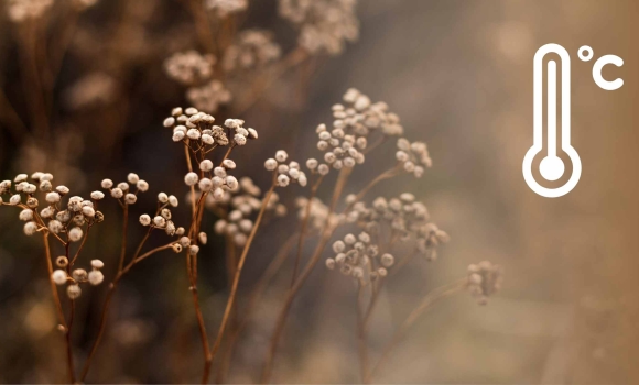 На Вінницю 15 листопада насувається чергова хвиля похолодання На Вінницю 15 листопада насувається чергова хвиля похолодання
