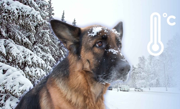 На Вінницю знову насувається арктичний холод вже за кілька днів вночі буде до -17° морозу