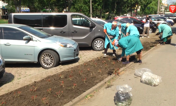 На вулиці Київській висадили півтори тисячі кущів троянд, які вінничани отримали за донати