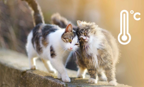 Найтеплішим днем тижня буде четвер — обіцяють вінничанам метеорологи Найтеплішим днем тижня буде четвер — обіцяють вінничанам метеорологи