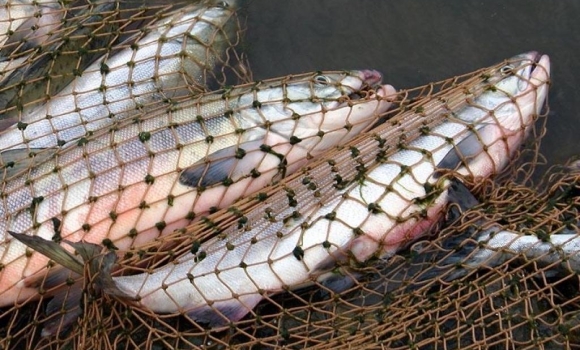 Недобросовісні рибалки на Вінниччині завдали збитків на 240 тис. грн
