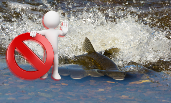 Нерестова заборона на вилов риби
