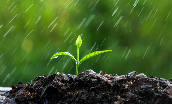 Невчасні весняні дощі на Вінниччині зіпсували майбутній врожай