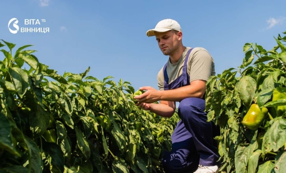 Нічні +10° гальмують достигання томатів і перцю агрометеорологи підбили підсумки декади на Вінниччині Нічні +10° гальмують достигання томатів і перцю агрометеорологи підбили підсумки декади на Вінниччині